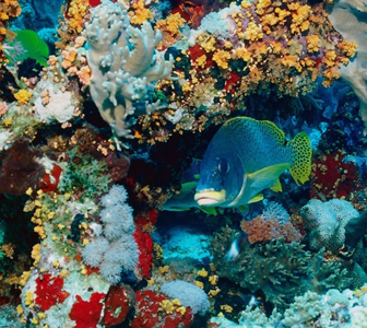 подводный мир мальдив