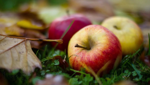 яблоки и осень